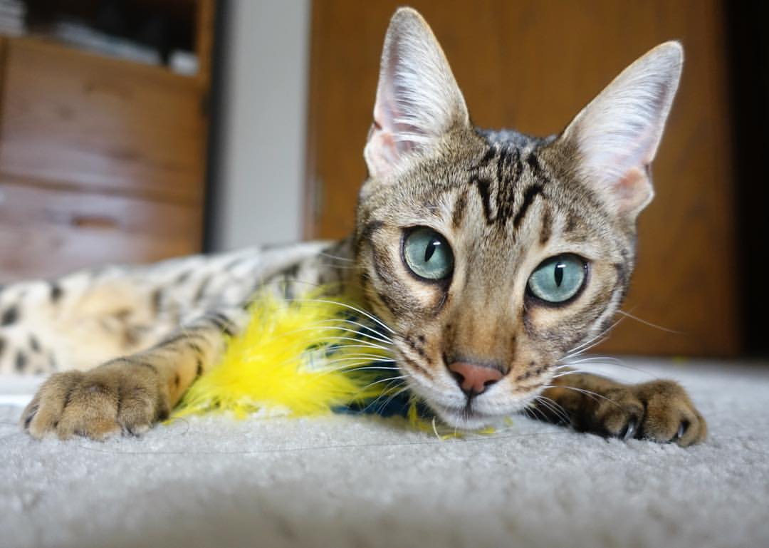 新王与旧神,巴黎周期的羽球叙事悄然变奏