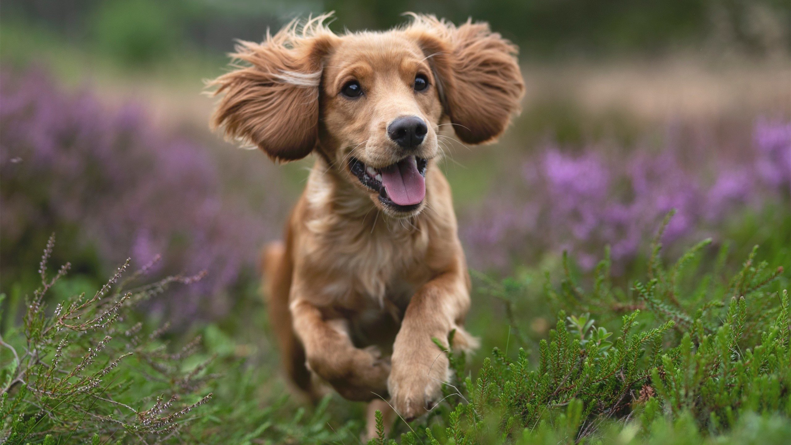 双重交响曲，马里完胜加纳背后的团队智慧，与基米希里程碑的孤勇回响