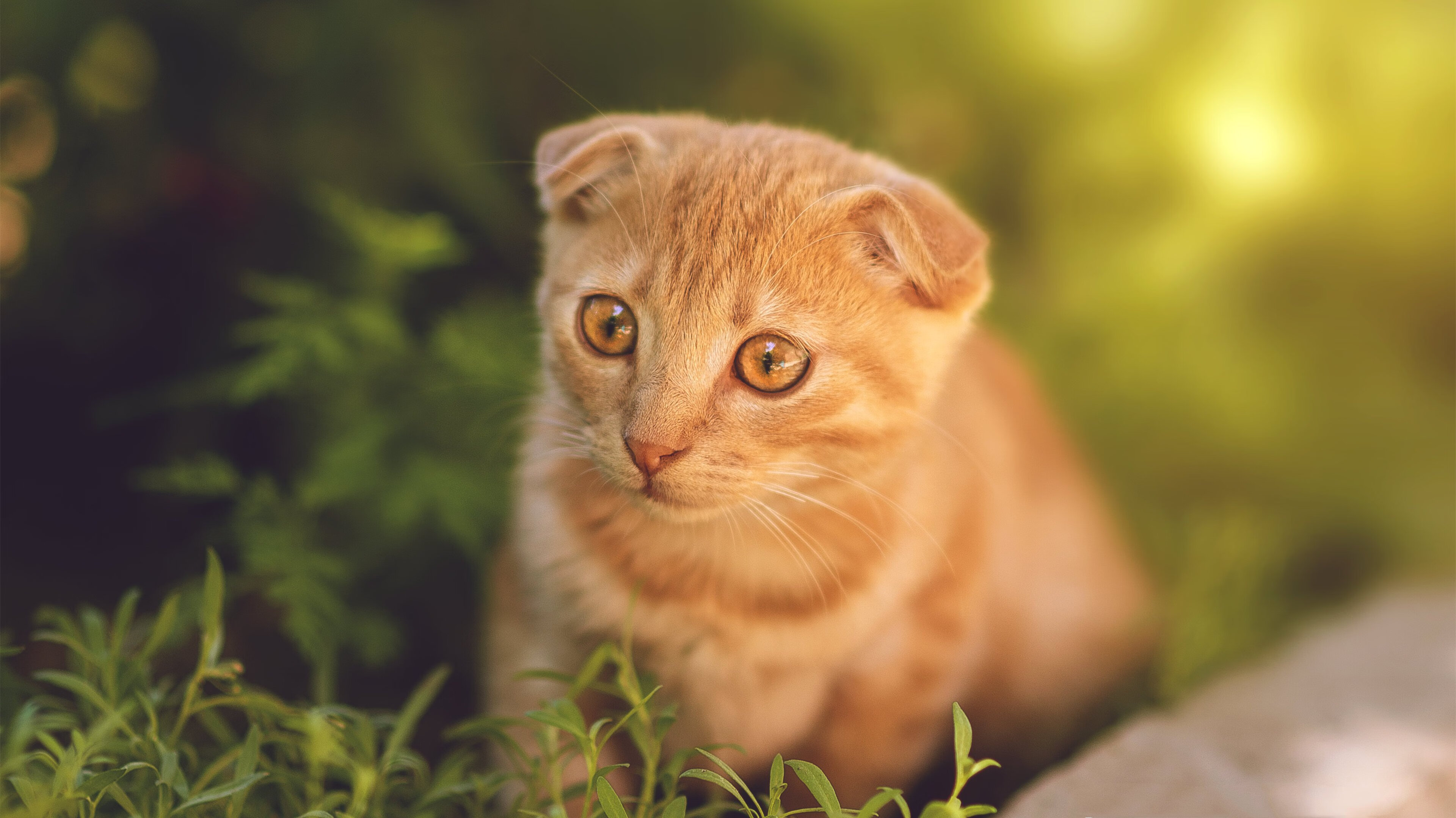 双城记，速度与策略—从F1摩纳哥街道战到皇家社会的欧联硬仗