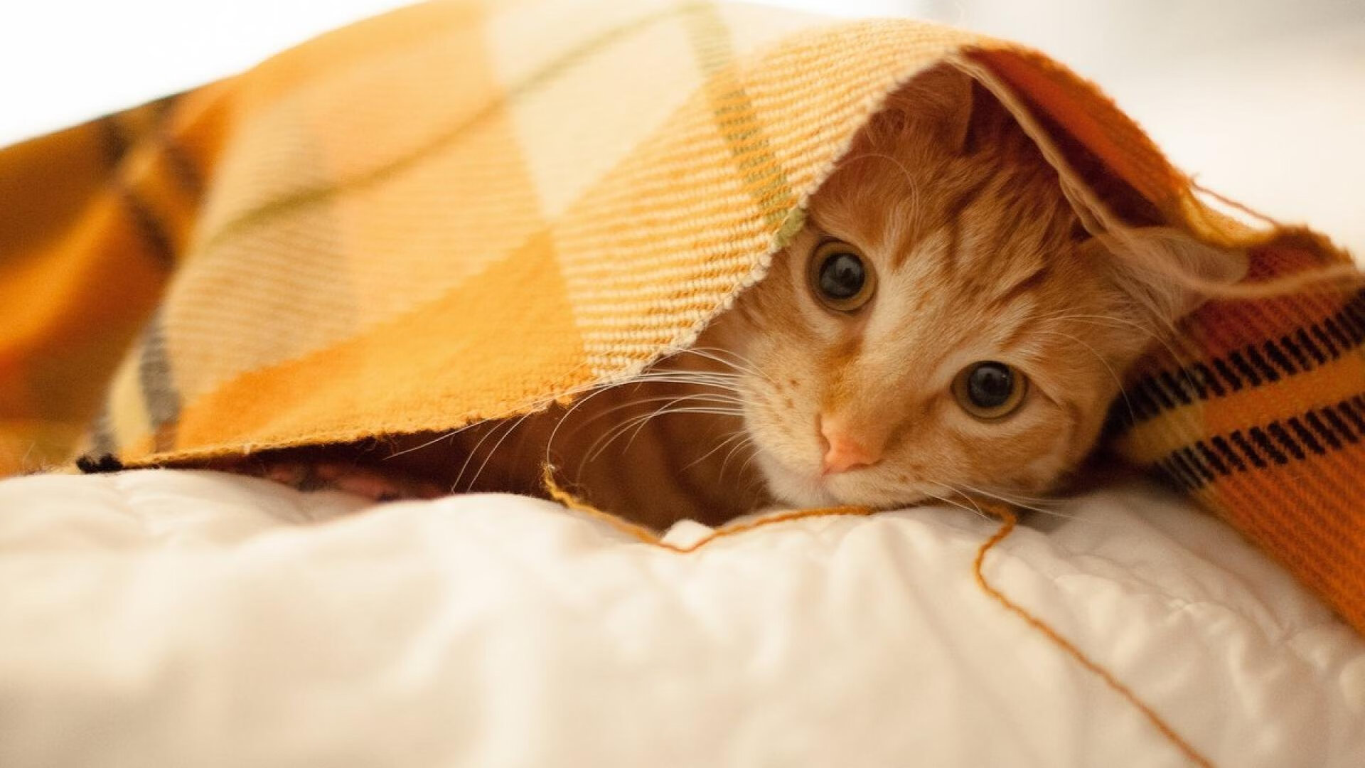 赛道上的沙漠法则，当维斯塔潘化身埃及法老，梅赛德斯银箭何以梦回温布利之殇？