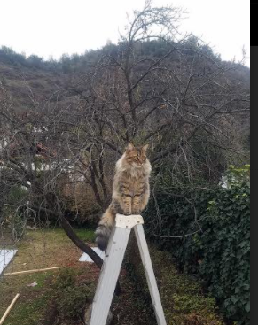 决胜时刻，范弗利特不手软，公牛连续得分制胜