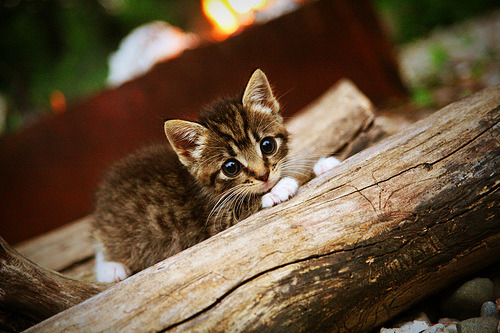 末节之神降临开罗,伊布加时戴埃及围巾绝杀洪都拉斯