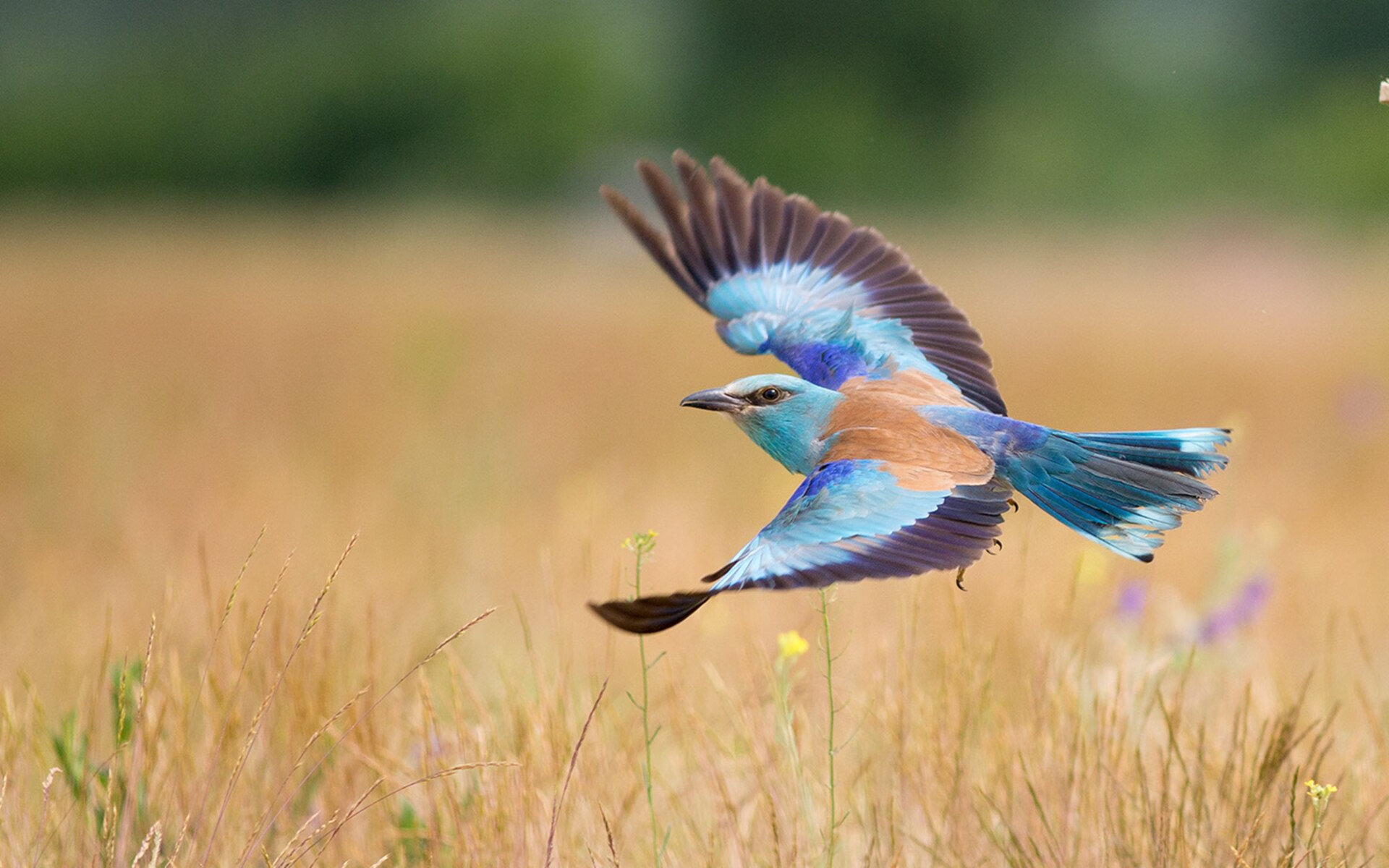 最后一秒的对决，英雄与凡人的距离，在德罗赞举刀的一瞬间