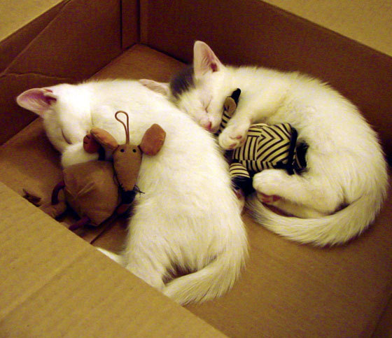 铁卫金玟哉一锤定音,洪都拉斯客场收割哥斯达黎加