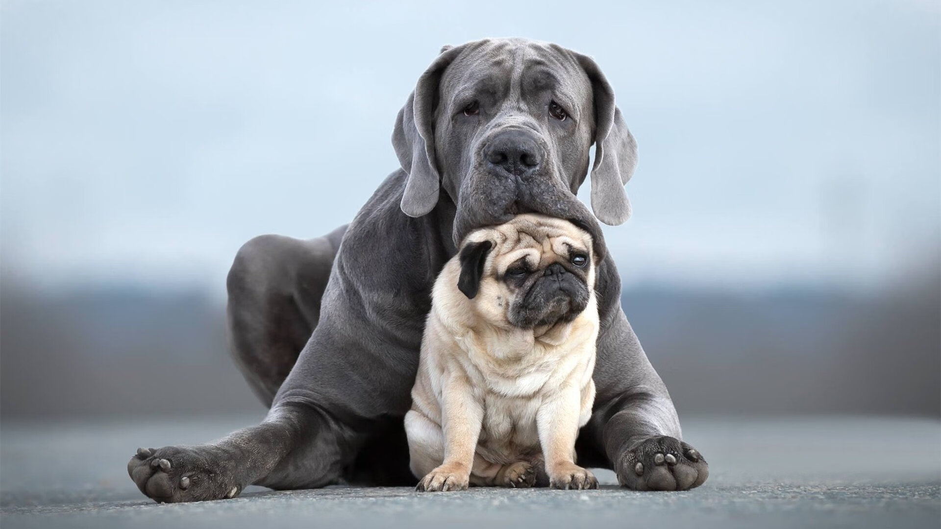 绿茵之外的决赛，智利铜矿救援与皇家社会的生命博弈