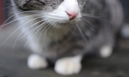 双城记，塔图姆利刃出鞘，马刺铁血突围黄蜂