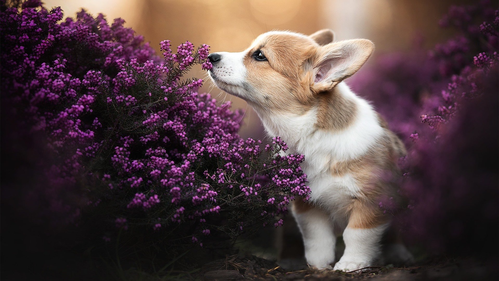 唯一性之战,特奥制胜表现引领那不勒斯征服切尔西,谱写历史新篇章