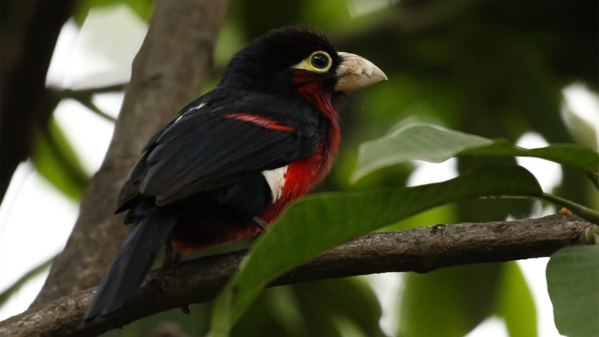 真正的MVP与崛起的黑马,约基奇用实力证明自己,魔术强势拿下公牛