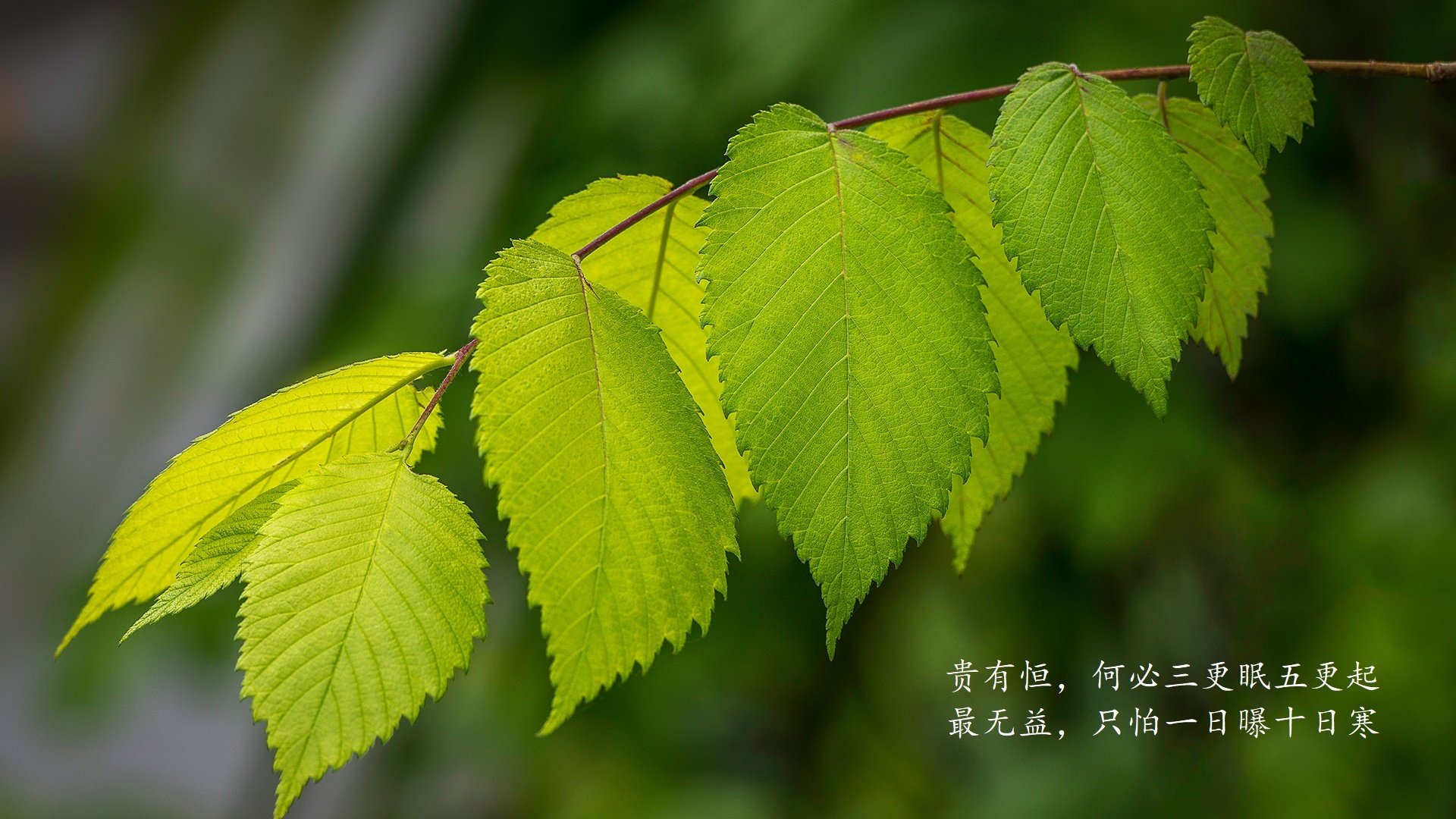 暹罗之夏的逆袭,当大象军团踏平非洲黑星,罗德里戈的铁血号令如何改写E组生死簿