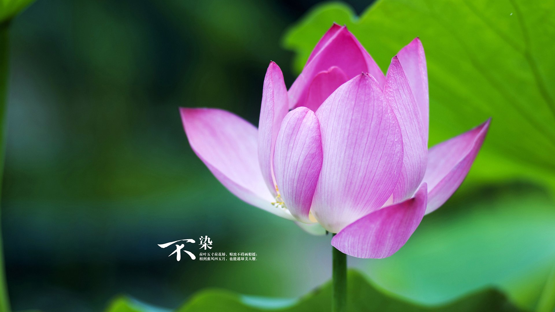 蓝色掌舵者,登贝莱如何用节奏之手,将2026世界杯A组变成单人独奏的乐章