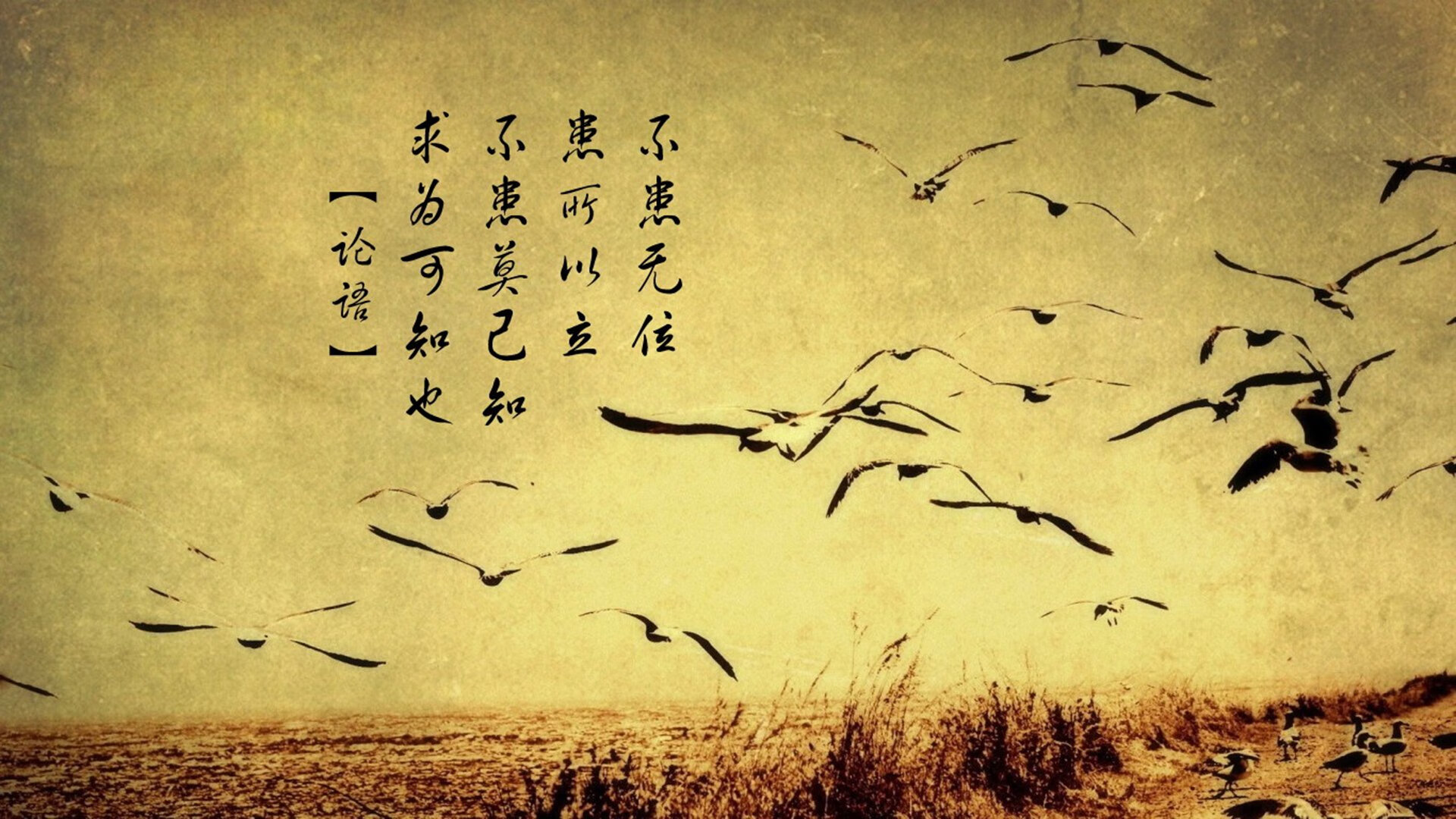 橙衣风暴与枫叶铁蹄,2026世界杯D组生死战,荷兰智取罗马尼亚,阿方索·戴维斯独舞定乾坤